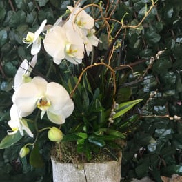 White Orchid Garden