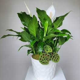 White peace lilies in a white pot with moss-covered decorative accents