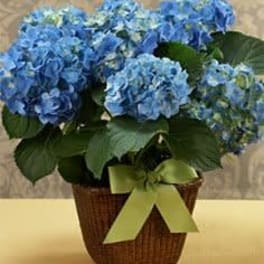 Blue Hydrangea Potted Plant Basket