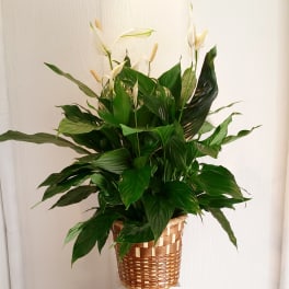 Potted peace lily in a woven basket planter