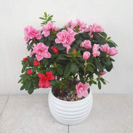 Azalea plant