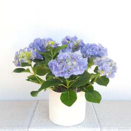 18" tall Blue Hydrangea plant