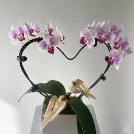 Lavender Heart Orchid Plant