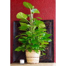 Potted green houseplant in a woven basket planter beside a small candle