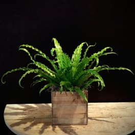 Bird's Nest Fern (containers vary)