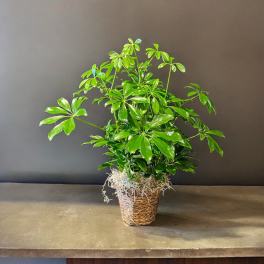 Potted green houseplant in a woven basket planter