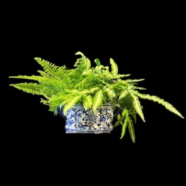 Oval Ceramic with a variety of ferns