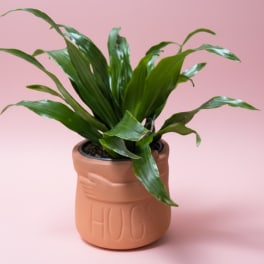 A Little Pot of Hugs