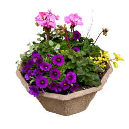 Fruit Loops! | Outdoor Patio Planter