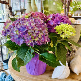 Hydrangea Basket