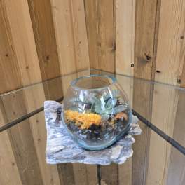 Small glass terrarium with succulents and orange moss on a wood base