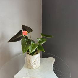 Pink Anthurium plant
