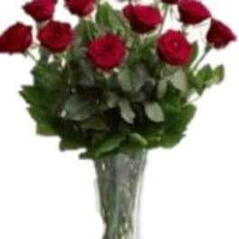 Our Elegant Red Roses