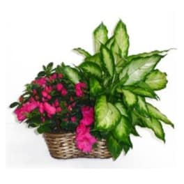 Pink flowering plant in a woven basket with large green leaves
