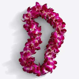 Magenta orchid lei on a white background