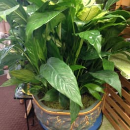 Large Dish Garden