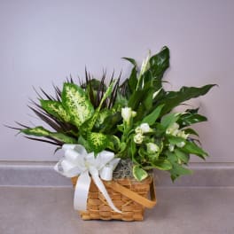 Peace & Serenity Dishgarden