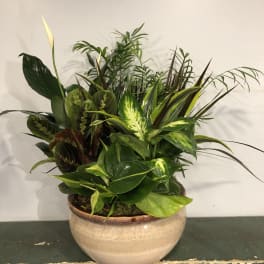 Ceramic Dish Garden