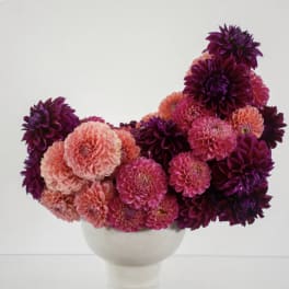 Pink and purple dahlia arrangement in a white vase