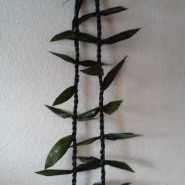 Black braided hanging planter with small green leaves