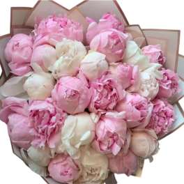 Peony Elegance