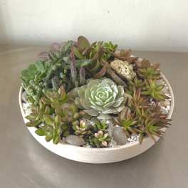 Round dish garden of assorted succulents in a white bowl