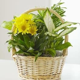 Yellow flowers arranged in a wicker basket with green foliage