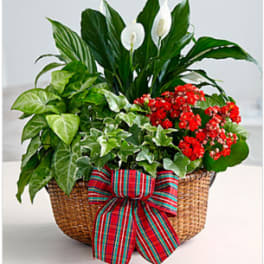 Merry and Bright Holiday Dish Garden