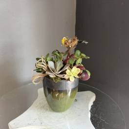Bird nest plant