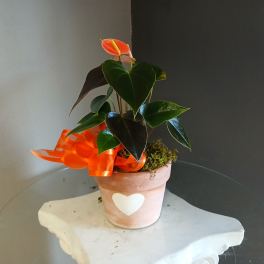 Heart Anthurium