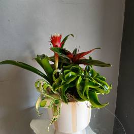 Dracaena + stromanthe + bromeliad in striped dish