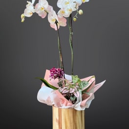 Glamorous orchid