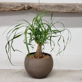 Ponytail Palm