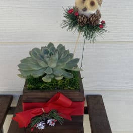 Succulent in a wooden box with a decorative owl pick and red ribbon