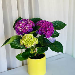 Purple Hydrangea