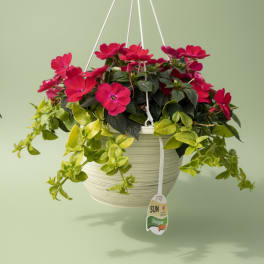 Large Hanging Basket