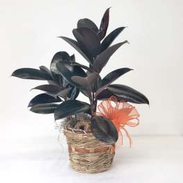 Potted rubber plant in a woven basket with an orange ribbon bow
