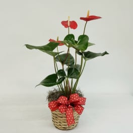 Potted anthurium plant with red blooms in a wicker basket and red polka-dot bow