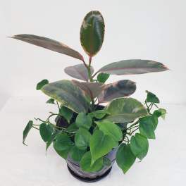 Potted rubber plant with variegated leaves and trailing green foliage