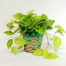 Potted trailing green plant in a woven basket with a ribbon