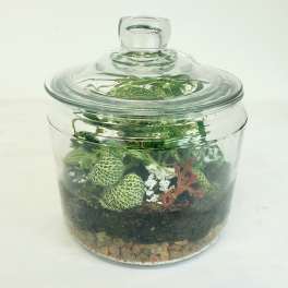 Glass terrarium jar with small green plants and pebbles
