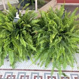 Boston Ferns