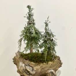 Evergreen Limited Collection by Westford Florist Art by Veny