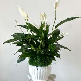 Serenity Spathiphyllum by Westford Florist Art by Veny