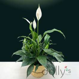 White peace lilies in a woven basket planter
