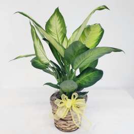 Potted green houseplant in a woven basket with a yellow ribbon