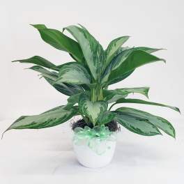 Potted green houseplant with variegated leaves and a ribbon bow
