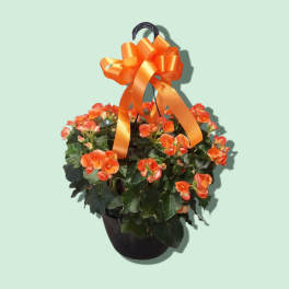 Assorted Colors Reiger Begonia 8" Hanging Basket