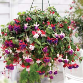 Hanging basket of trailing pink, purple, and white fuchsia flowers