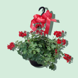 Geranium 10" Hanging Basket